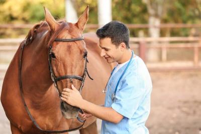 vet caring for horse