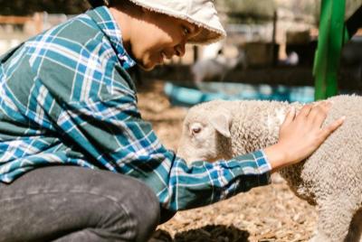 Sheep shearing student